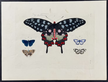 Drury - Butterflies. 3