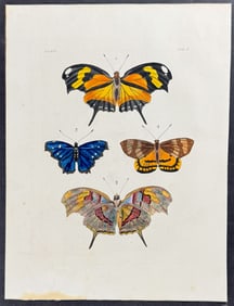 Drury - Butterflies. 16