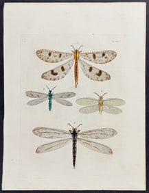 Drury - Dragonflies. 46