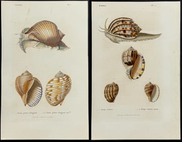 Kiener - Pair of Snail & Shell Engravings