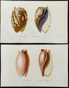 Kiener - Pair of Volute Shell Engravings