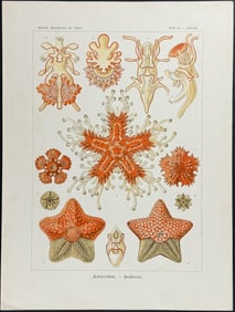 Haeckel - Sea Star; Asteridea. 40