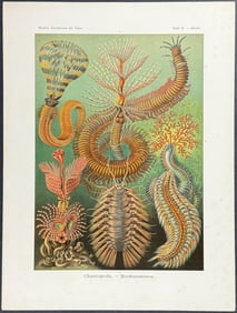 Haeckel - Annelid Worm; Chaetopoda. 96