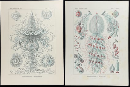 Haeckel - Pair of Hydrozoan Prints