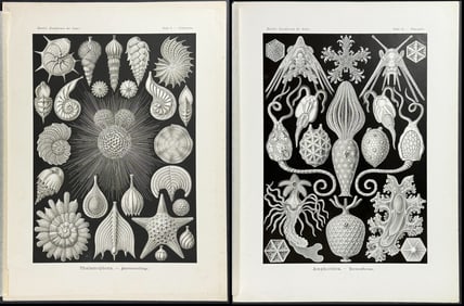 Haeckel - Pair of Sea Life Prints
