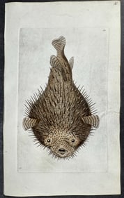 Shaw & Nodder, On Vellum - Porcupine Diodon Puffer or Blowfish. 151
