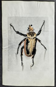 Shaw & Nodder, On Vellum - Goliath Beetle. 751