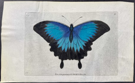 Shaw & Nodder, On Vellum - Radiated Butterfly or Ulysses. 92