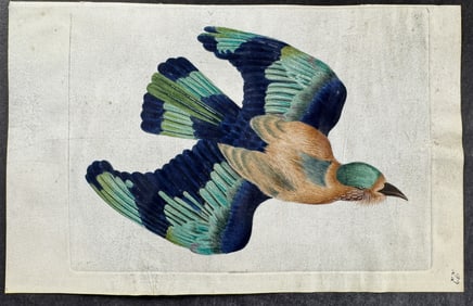 Shaw & Nodder, On Vellum - Indian Roller. 273