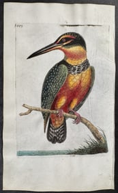 Shaw & Nodder, On Vellum - Spotted Kingfisher. 889