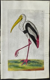 Shaw & Nodder, On Vellum - Gangetic Ibis. 293