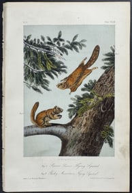 Audubon - Severn River and Rocky Mountain Flying Squirrel. 143
