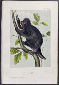 Audubon - Canada Porcupine. 36
