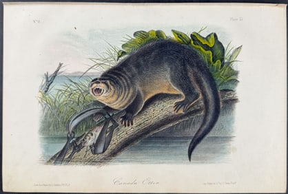 Audubon - Canada Otter. 51