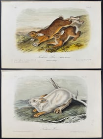 Audubon - Pair of Northern Hare Lithographs