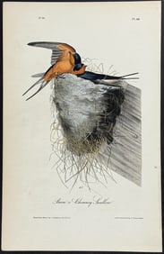 Audubon - Barn or Chimney Swallow. 48
