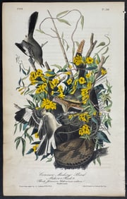Audubon - Common Mocking Bird. 138