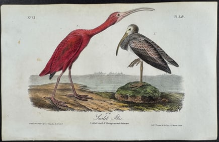 Audubon - Scarlet Ibis. 359