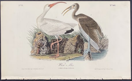 Audubon - White Ibis.360