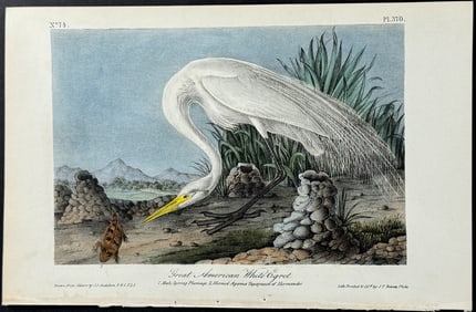 Audubon - Great American White Egret. 370