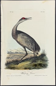 Audubon - Whooping Crane (Sandhill Crane). 314