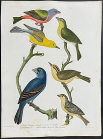 Wilson - Painted Bunting, Warblers, Sparrow, & Blue Grosbeak. 24