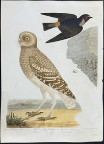 Wilson - Burrowing Owl, Fulvous or Cliff Swallow.