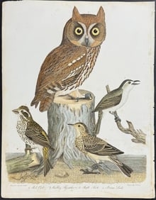 Wilson - Red Owl, Warbling Flycatcher, Purple Finch, Brown Lark. 42