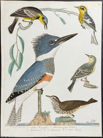 Wilson - Belted Kingfisher, Warblers, Water Thrush. 23