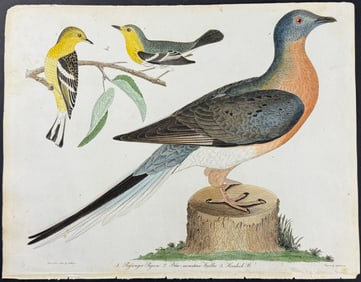Wilson - Passenger Pigeon, Blue-mountain Warbler, Hemlock Warbler