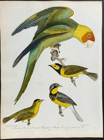 Wilson - Carolina Parrot, Canada Flycatcher, Hooded Flycatcher, Green black-capt Flycatcher. 26