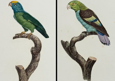 Barraband - Pair of Parrot Engravings