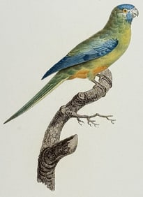 Barraband - Parrot. 68