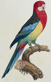 Barraband - Parrot. 28