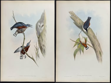 Gould - 5 Nuthatch & Tit Lithographs