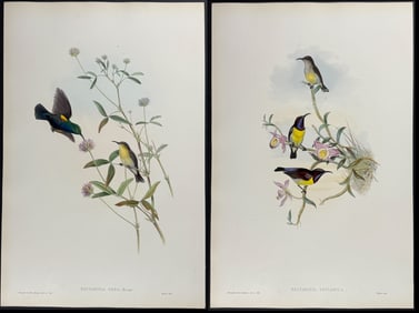 Gould - Pair of Sun-Bird Lithographs
