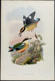 Gould - Formosan Pitta