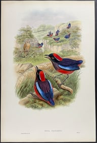 Gould - Bornean Pitta