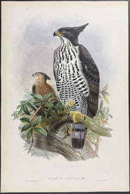 Gould - Black-and-white Crested Eagle