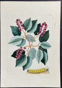 Catesby - Horned Caterpillar with Pigeon Plum. 94