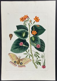 Catesby - Polyphemus Moth with Geiger Tree & Morning Glory. 91