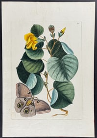 Catesby - Brown Moth with Maho (Cork Tree). 90