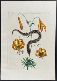 Catesby - Hog-Nose Snake with Michaux?s Lily. 56