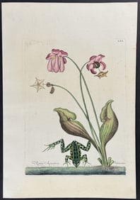 Catesby - Water Frog (Green Frog) with Northern Pitcher Plant (Carnivorous). 70
