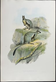Gould, Australia - New South Wales Rat-Kangaroo