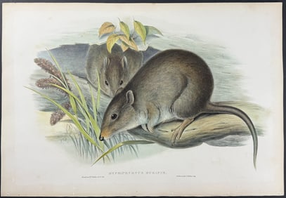 Gould, Australia - Stripe-sided Rock Wallaby