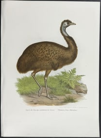 Fitzinger, Australia - Emu