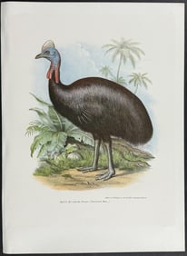 Fitzinger, Australia - Cassowary
