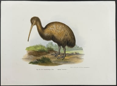 Fitzinger, Australia - Kiwi Bird