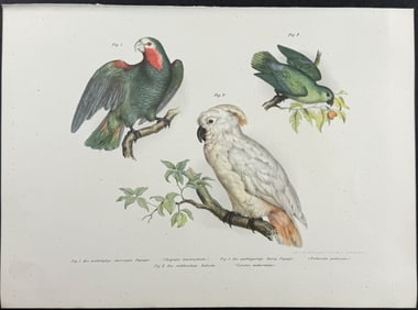 Fitzinger, Australia - Cockatoo & Parrots
